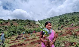 ओडिशा के कालाहाण्डी ज़िले में झरनों की रक्षा के लिये वृक्षारोपण और कण्टूर-ट्रैंचिंग में शामिल एक आदिवासी महिला.