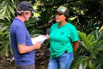Daniel Dickinson of UN News (left) talks to Noel Dickinson of the Breadfruit Institute  at Hawaii’s National Tropical Botanical Garden.