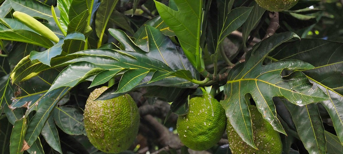 The starch-rich breadfruit was one of around 27 canoe plants that were brought to Hawaii  by early Polynesian settlers. 