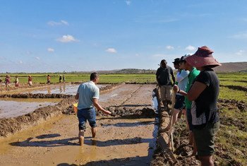2019年，粮农组织-中国南南合作计划派遣的中国专家在马达加斯加指导培训杂交水稻播种。