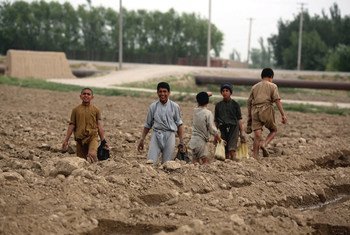 يساعد الأطفال المزارعون بالعمل في تسوية الحقول-- مقاطعة بلخ بأفغانستان.