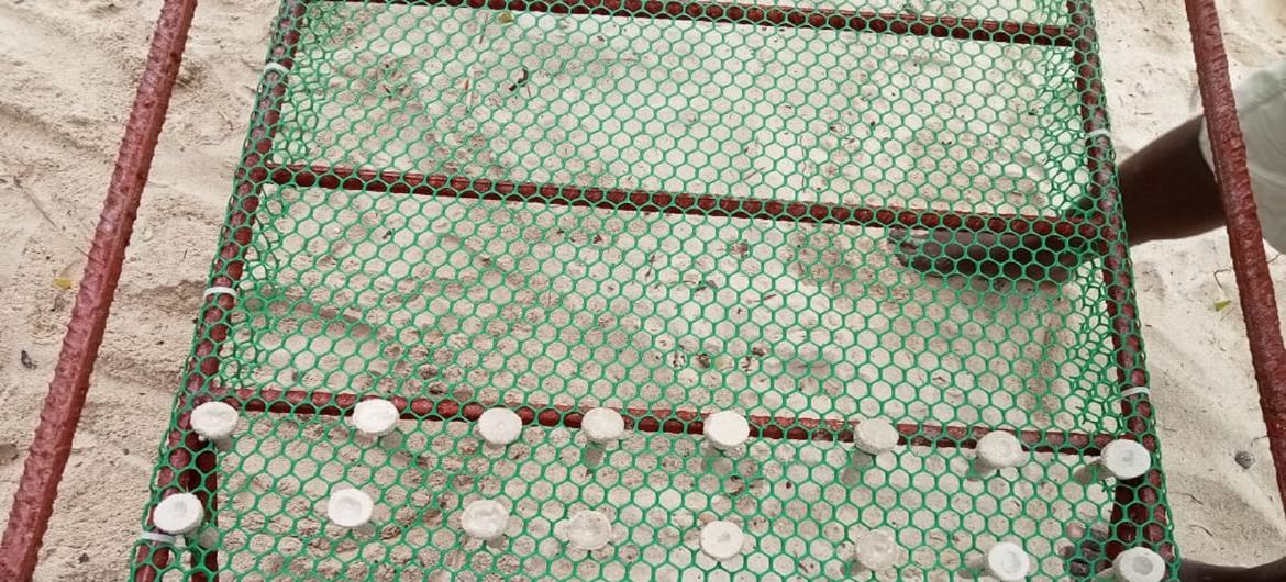 Metal bed with plastic net used as part of coral restoration in Kilifi County, Kenya