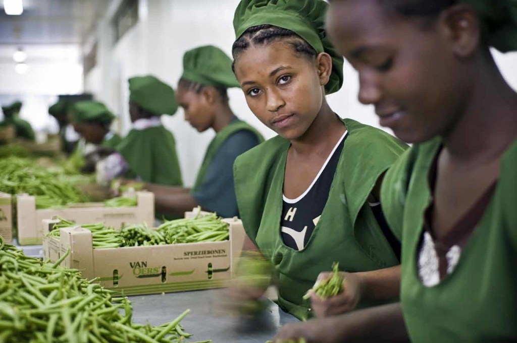 Des jeunes femmes emballent des haricots dans une exploitation agricole en Ethiopie.
