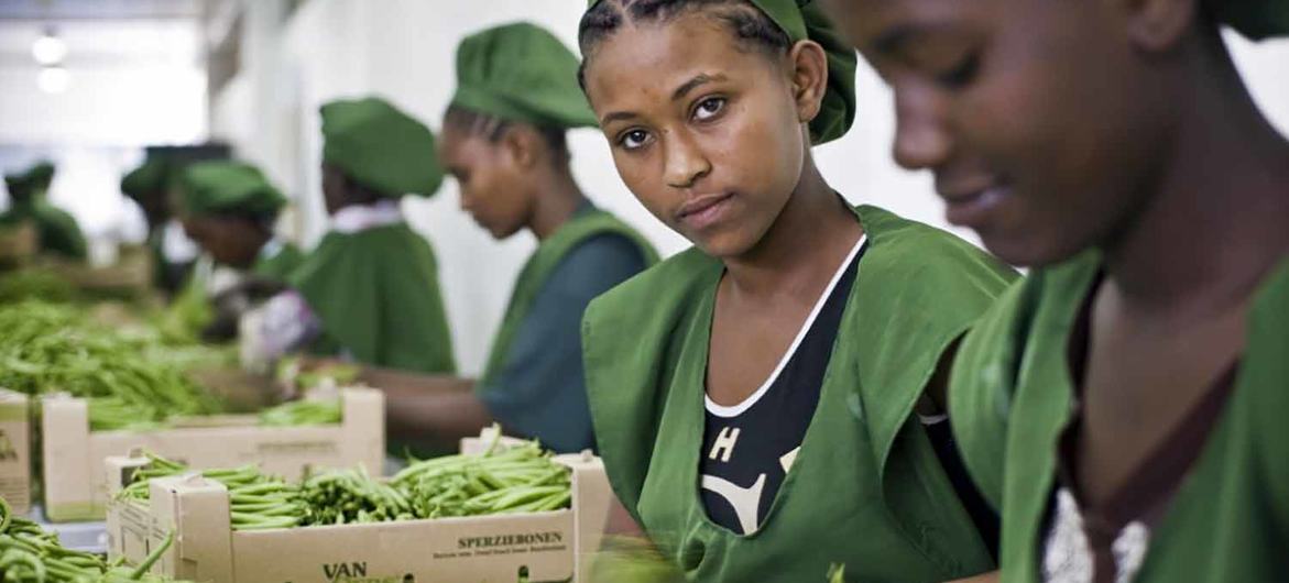 Young female workers pack beans on a farm in Addis Ababa, Ethiopia.