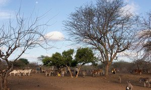 Cattle and donkeys near a water point in Kenya's Eastern Province. (file)