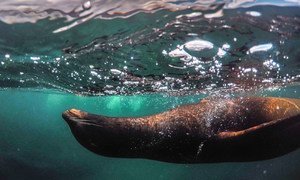 Una foca nada en las Islas Galápagos, en Ecuador.