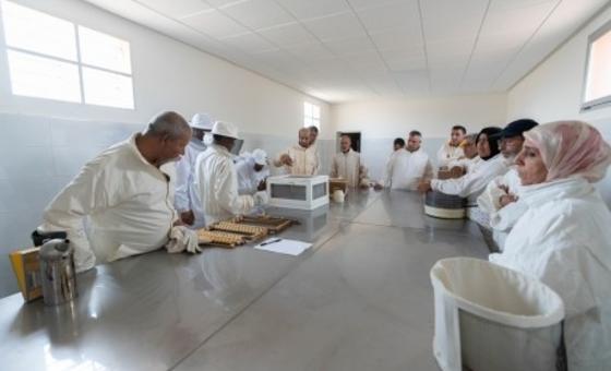 ФАО, правительство Марокко и другие партнеры создали технический центр пчеловодства.
