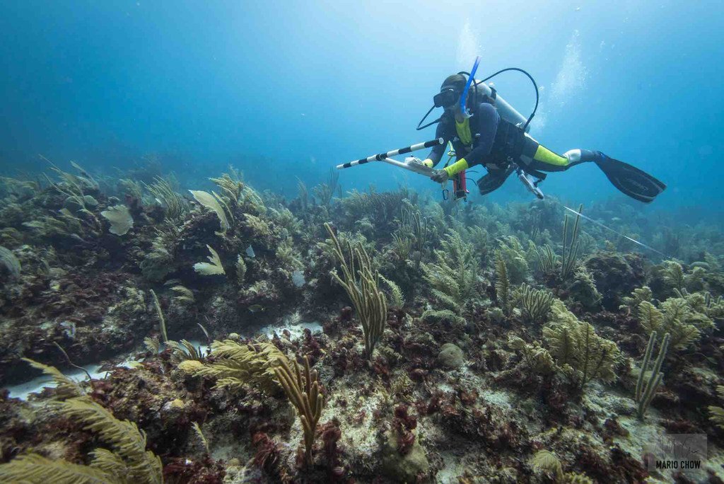 Un buzo monitorea el estado de los arrecifes en el caribe mexicano.