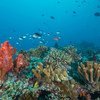 Los arrecifes de coral en las islas Fiji están amenazados por el calentamiento y el aumento de acidez de los océanos.