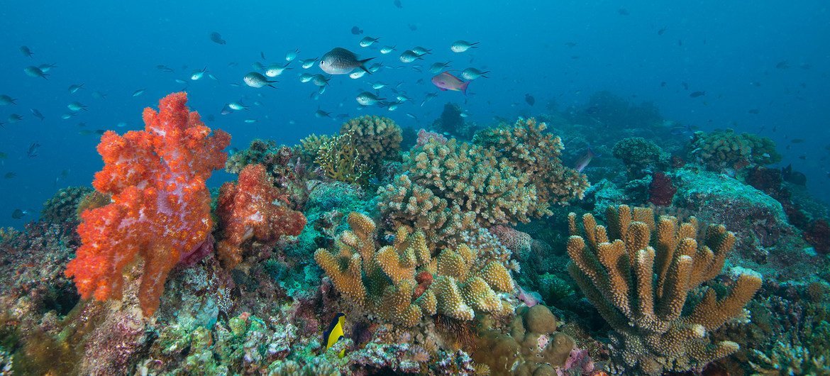 Los arrecifes de coral en las islas Fiji están amenazados por el calentamiento y el aumento de la acidez de los océanos.