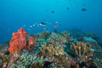 वैश्विक तापमान में बढ़ोत्तरी के कारण फ़िजी में मूँगा चट्टानों पर ख़तरा मंडरा रहा है.