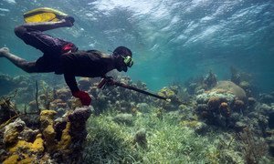 Les récifs coraliens sont durement affectés par le changement climatique.