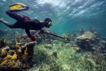 يمكن أن تدعم الشعاب المرجانية الوظائف المحلية بما في ذلك صيد الأسماك.