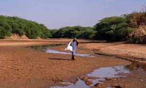 सोमालिया में एक महिला सूखी हुई नदी के पास खाना पकाने के लिये लकड़ी ढूँढ रही है.