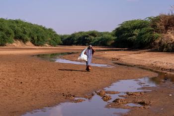 امرأة تبحث عن حطب الوقود على طول مجرى نهر دولو الجاف، الصومال.