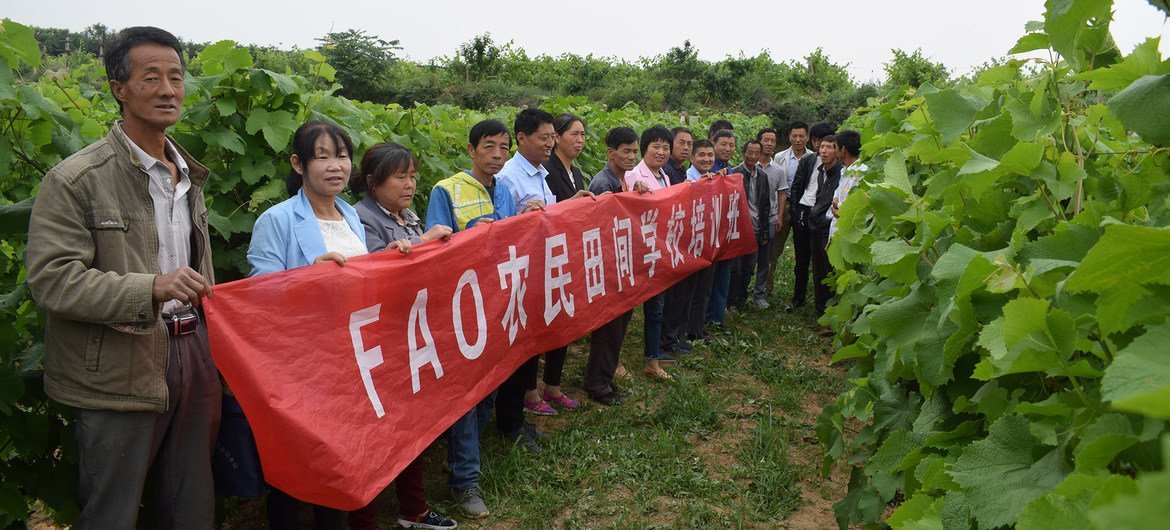 联合国粮农组织与中国政府相关部门合作开展的农民田间学校项目。