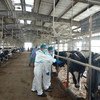 2009年，联合国粮农组织与中国农业农村部共同创建了“中国兽医流行病学培训项目”。图为该项目第七期学员于2019年7月在上海金山某奶牛场进行牛结核病流行病学调查。