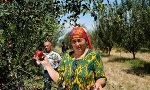 乌兹别克斯坦种植苹果的果农。
