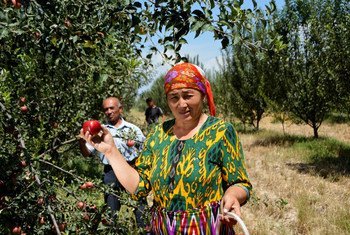 乌兹别克斯坦种植苹果的果农。
