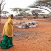 تؤثر ظروف الجفاف على الأراضي القاحلة وشبه القاحلة في كينيا.