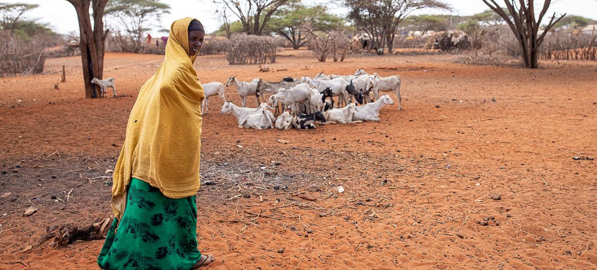 تؤثر ظروف الجفاف على الأراضي القاحلة وشبه القاحلة في كينيا.
