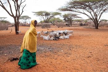 干旱正在影响肯尼亚的干旱和半干旱地区。