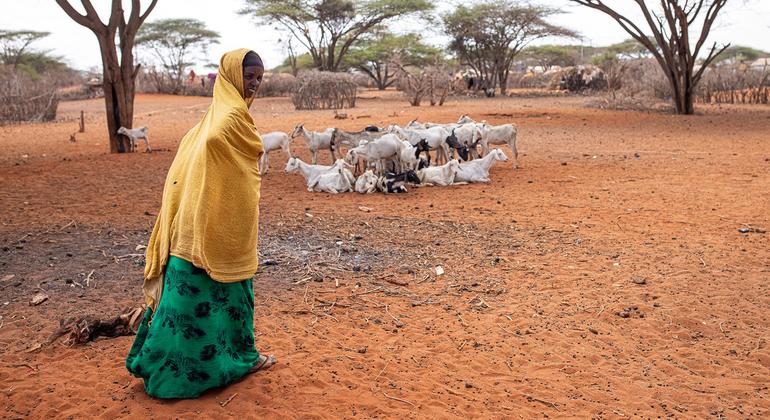Seca forte afeta Quênia e outros países do leste da África. 