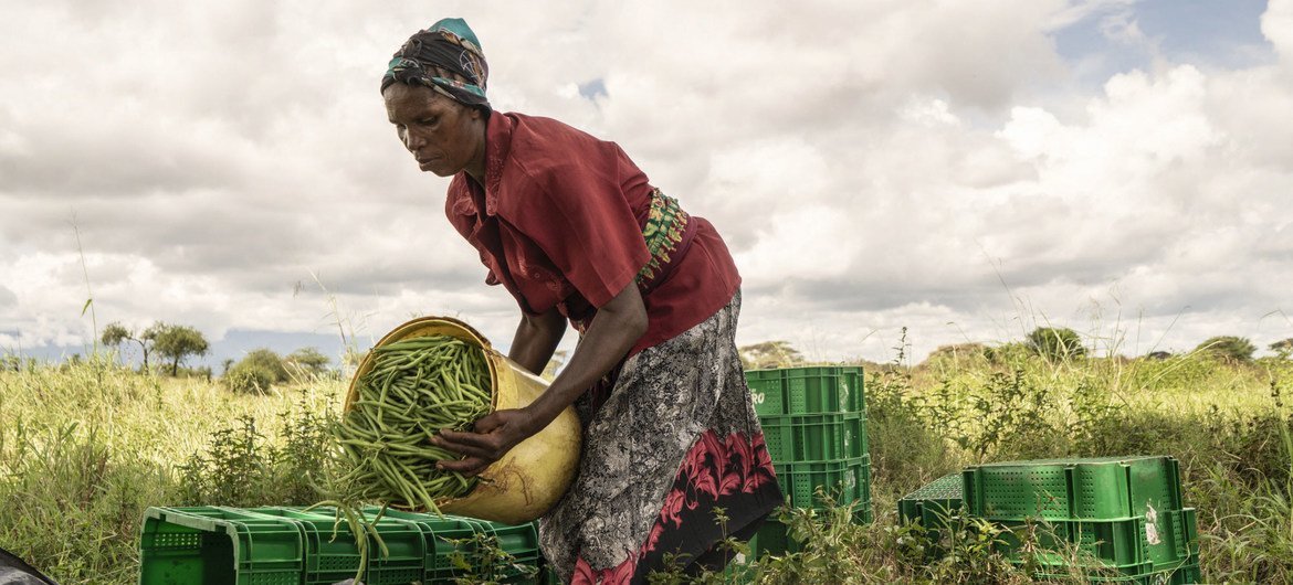 Une femme trie les haricots verts qu'elle a récoltés dans une ferme coopérative à Taveta, au Kenya.