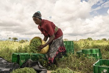 一名肯尼亚妇女在一个合作社农场对收获的豆子进行分拣。