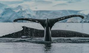 Ballenas jorobadas alimentándose en una bahía de la Antártida.