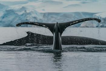 Ballenas jorobadas alimentándose en una bahía de la Antártida.