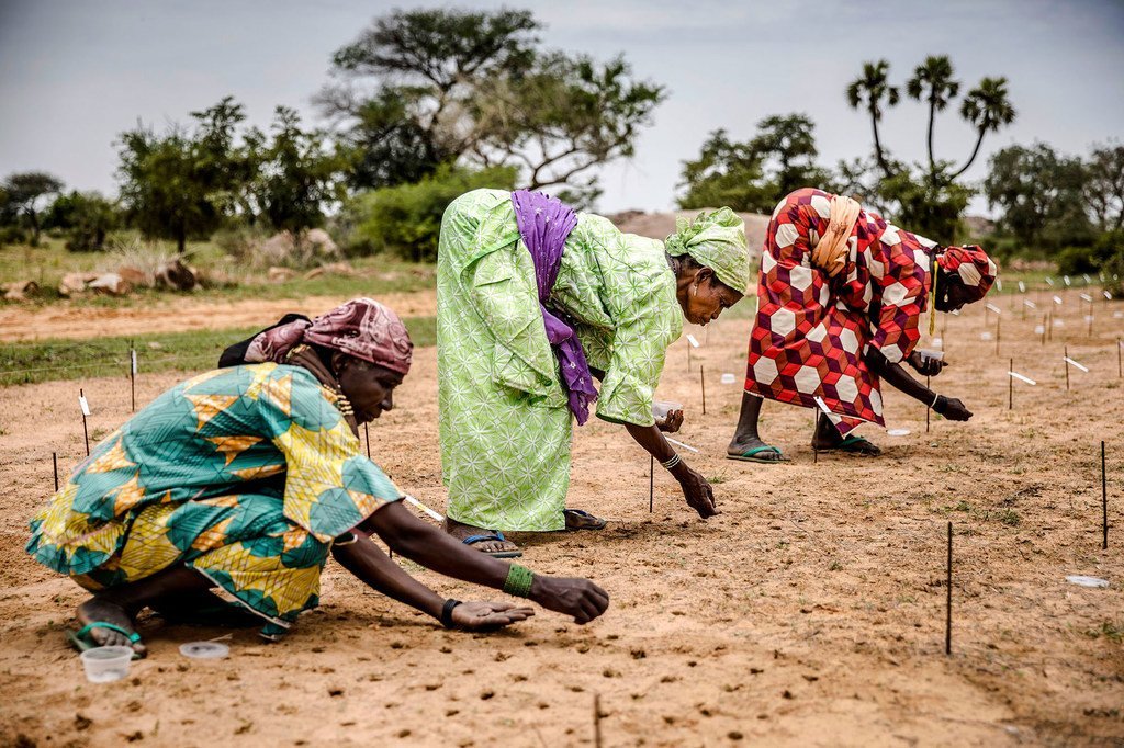 尼日尔的女性正在干旱严重的萨赫勒地区开展植树行动。