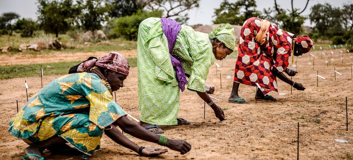 Women plant seeds while taking part in a Sahelian plant and reforestation project in Niger.