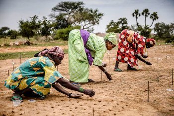Women plant seeds while taking part in a Sahelian plant and reforestation project in Niger.