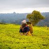 مزارع الشاي في تنزانيا