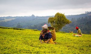 Workers pick tea in Tanzania. Changes in the climate have affected crops such as tea, across the world.