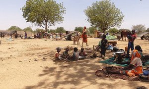 لاجئون يفرّون من العنف الأخير في دارفور بالسودان، يستظلون تحت الأشجار قرب بلدة أدري في تشاد.