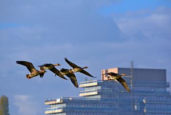 Les routes de migration des oiseaux les amènent à proximité de nombreuses villes du monde entier.