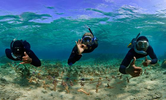 La pépinière de récifs coralliens Rope dans le district de Korolevu-i-Wai, aux Fidji.