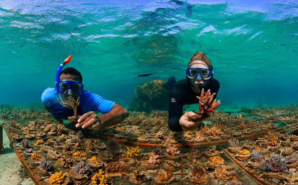 Victor Bonito (izquierda), ecologista de arrecifes de coral,  en el vivero de cuerdas del distrito de Korolevu-i-Wai (Fiji).