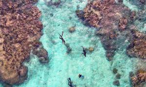 Une pépinière de récifs coralliens, aux Fidji.