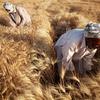 El trigo es un alimento básico en Afganistán y en muchos otros países.