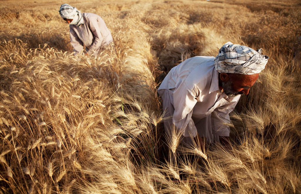 Wheat, a staple food in Afghanistan, plays a vital role in maintaining food and nutrition security, according to the UN Food and Agriculture Organization (FAO).