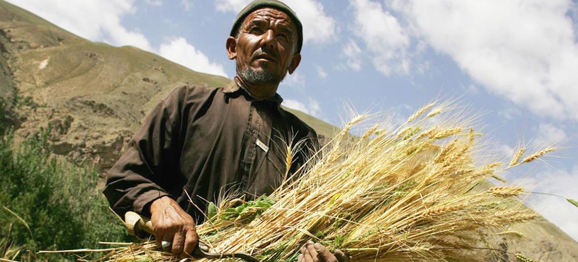 Some 1.3 million people benefit from timely FAO assistance to winter wheat cultivation, which is expected to grow enough staple food for a year for 1.7 million vulnerable Afghans.