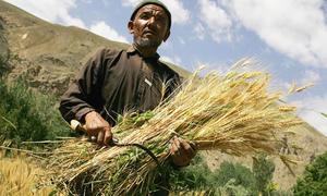 Some 1.3 million people benefit from timely FAO assistance to winter wheat cultivation, which is expected to grow enough staple food for a year for 1.7 million vulnerable Afghans.