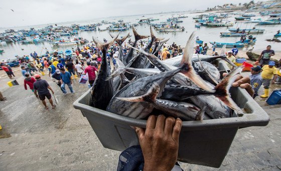 Рыба - источник не только множества питательных веществ, но и дохода для людей по всему миру. Но рыбные ресурсы сокращаются из-за перелова, климатических изменений и загрязнения океанов.