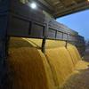 В этом сезоне по итогам уборки урожая озимых культур в июле и позже – яровых Украина рассчитывает получить до 51,1 млн тонн зерна.