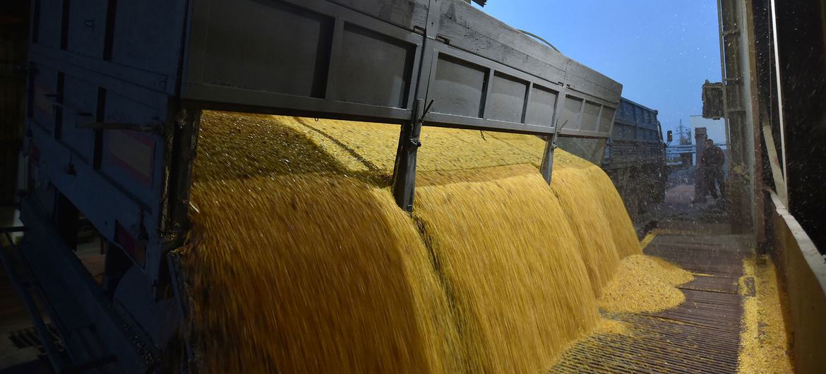 A truck unloads corn grains at a grain processing factory in Skvyra, Ukraine.