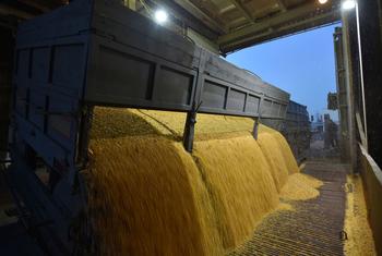 Un camion décharge des grains de maïs dans une usine de traitement des céréales à Skvyra, en Ukraine.