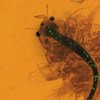 微塑料颗粒被误认为浮游生物，从而出现在虾体内。